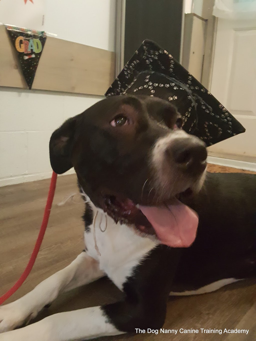 The Dog Nanny Canine Training Academy | 1963 Innisfil Beach Rd, Innisfil, ON L9S 4B4, Canada | Phone: (705) 436-4158
