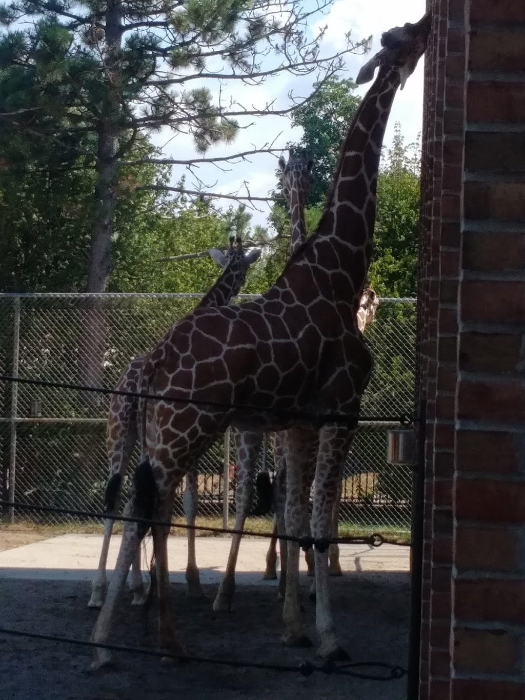 The Buffalo Zoo | 300 Parkside Ave, Buffalo, NY 14214, USA | Phone: (716) 837-3900