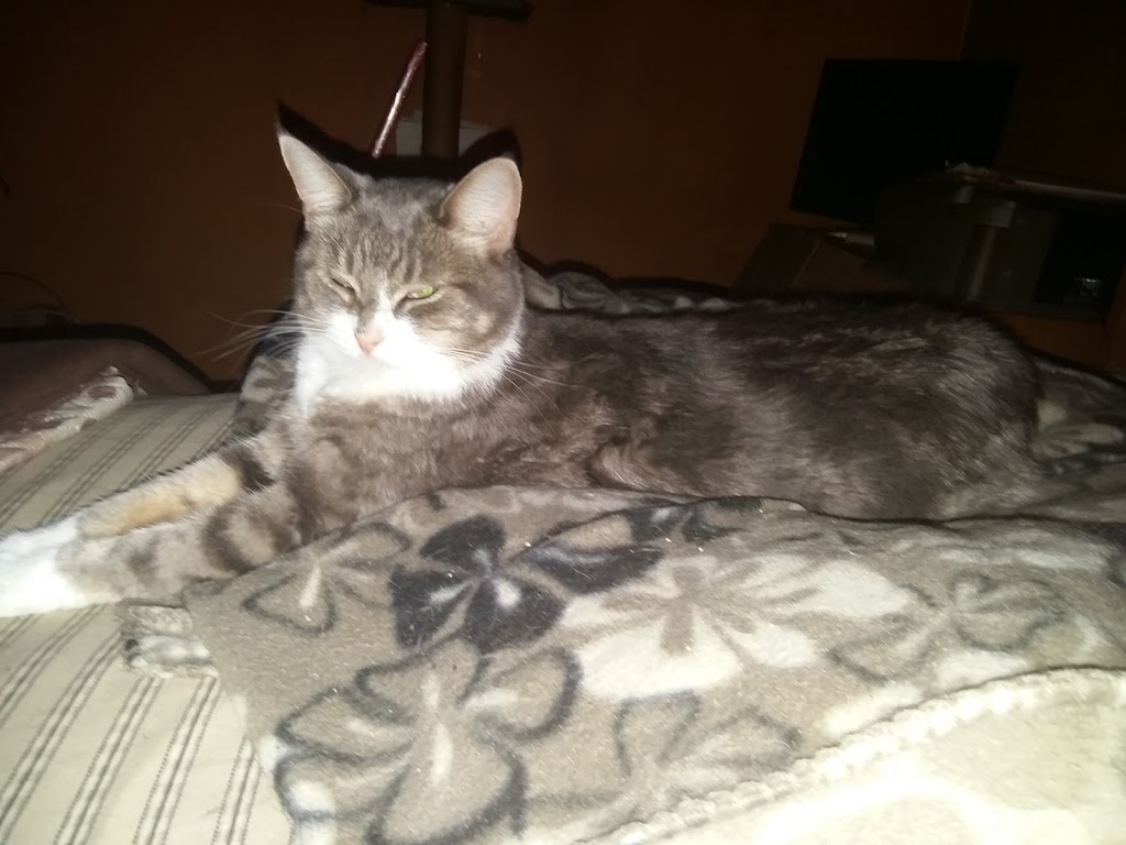Oshawa Animal Services | 919 Farewell St, Oshawa, ON L1H 6N8, Canada | Phone: (905) 436-3311