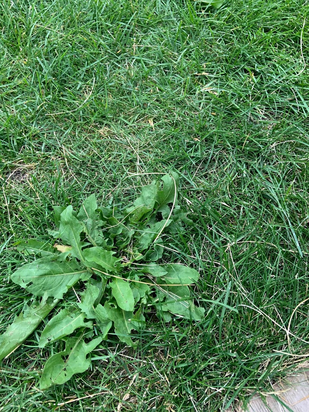Weed Man Lawn Care | 3637 Manchester Rd SE, Calgary, AB T2G 3Z7, Canada | Phone: (403) 243-5770