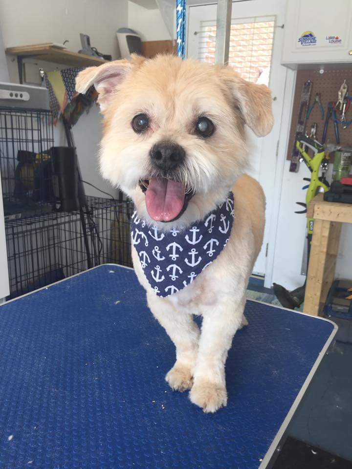 Little Big Dog Grooming Studio | Milverton Close, Waterdown, ON L0R 2H3, Canada | Phone: (289) 244-9020