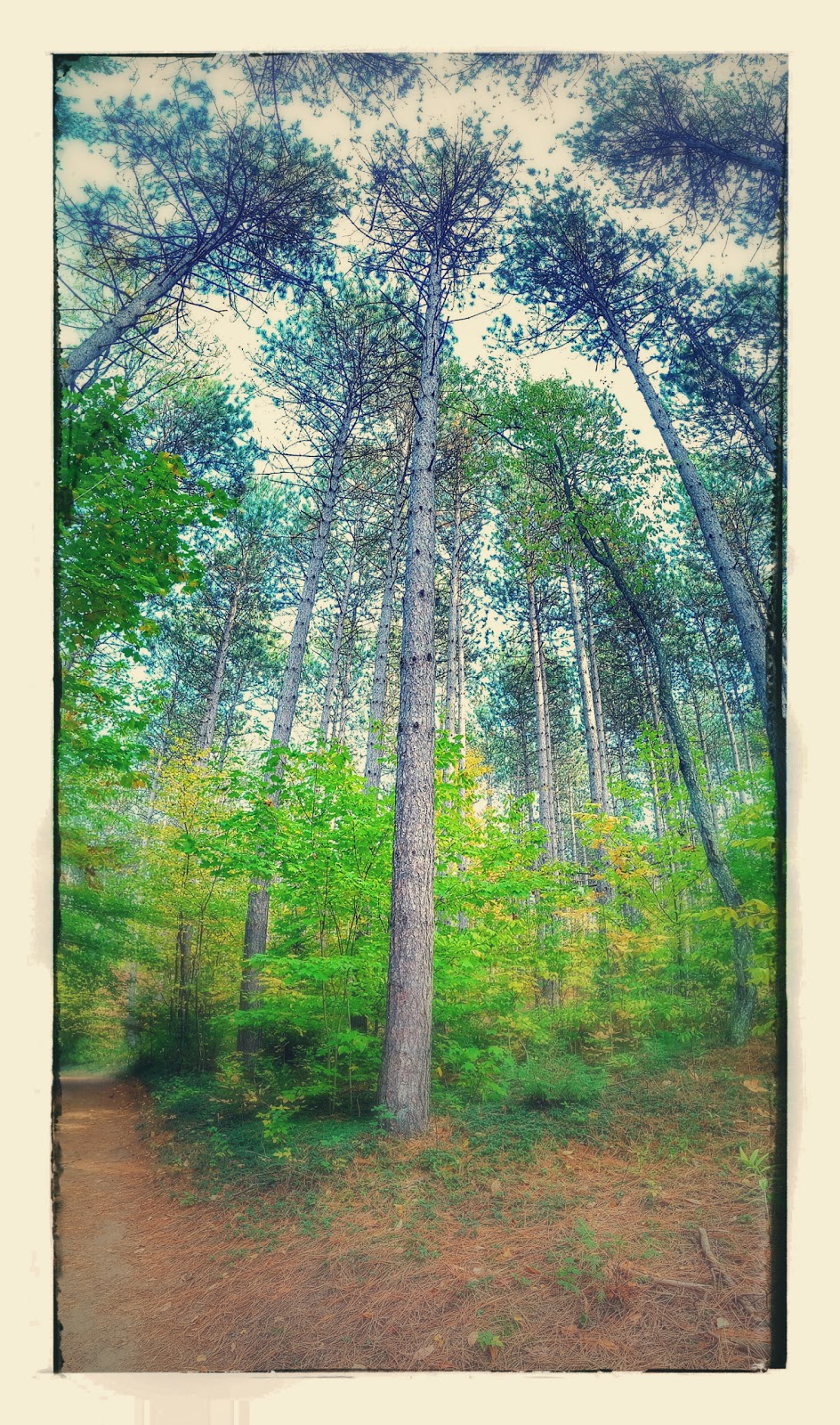 Treetop Trekking Ganaraska | 10585 Cold Springs Camp Rd, Campbellcroft, ON L0A 1B0, Canada | Phone: (905) 797-2000