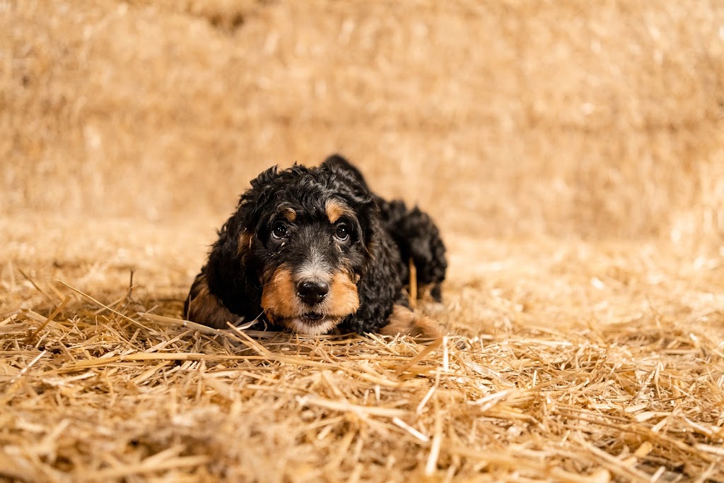 Blueridge Bernedoodles | 6621 Road 116, Millbank, ON N0K 1L0, Canada | Phone: (519) 801-6111