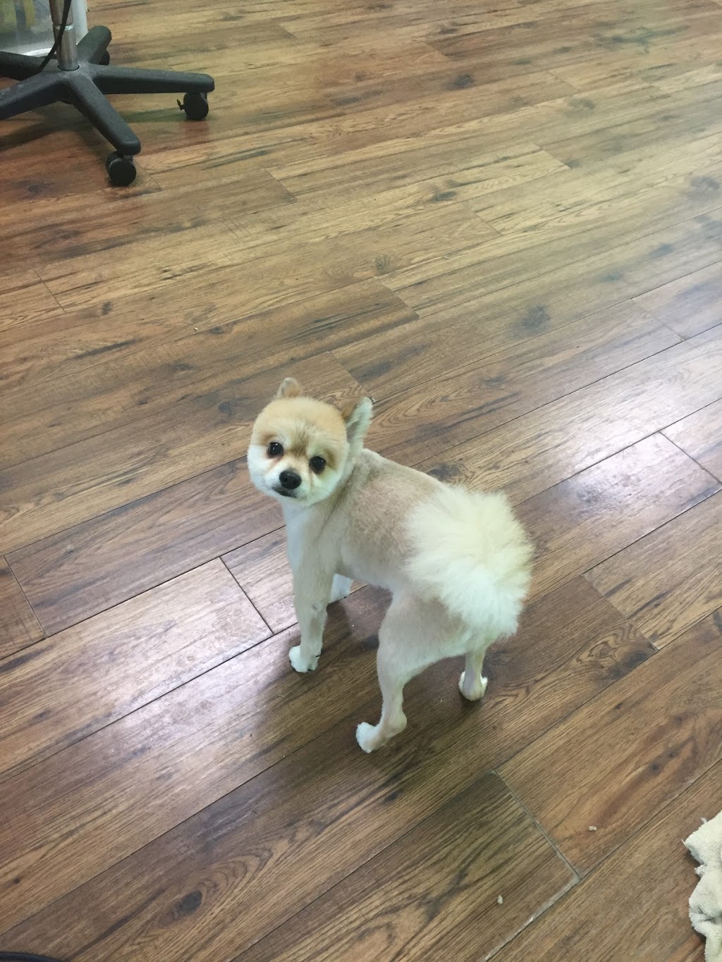 Doggy & Doggy | 140 Henderson Ave, Thornhill, ON L3T 2L5, Canada | Phone: (647) 882-6318