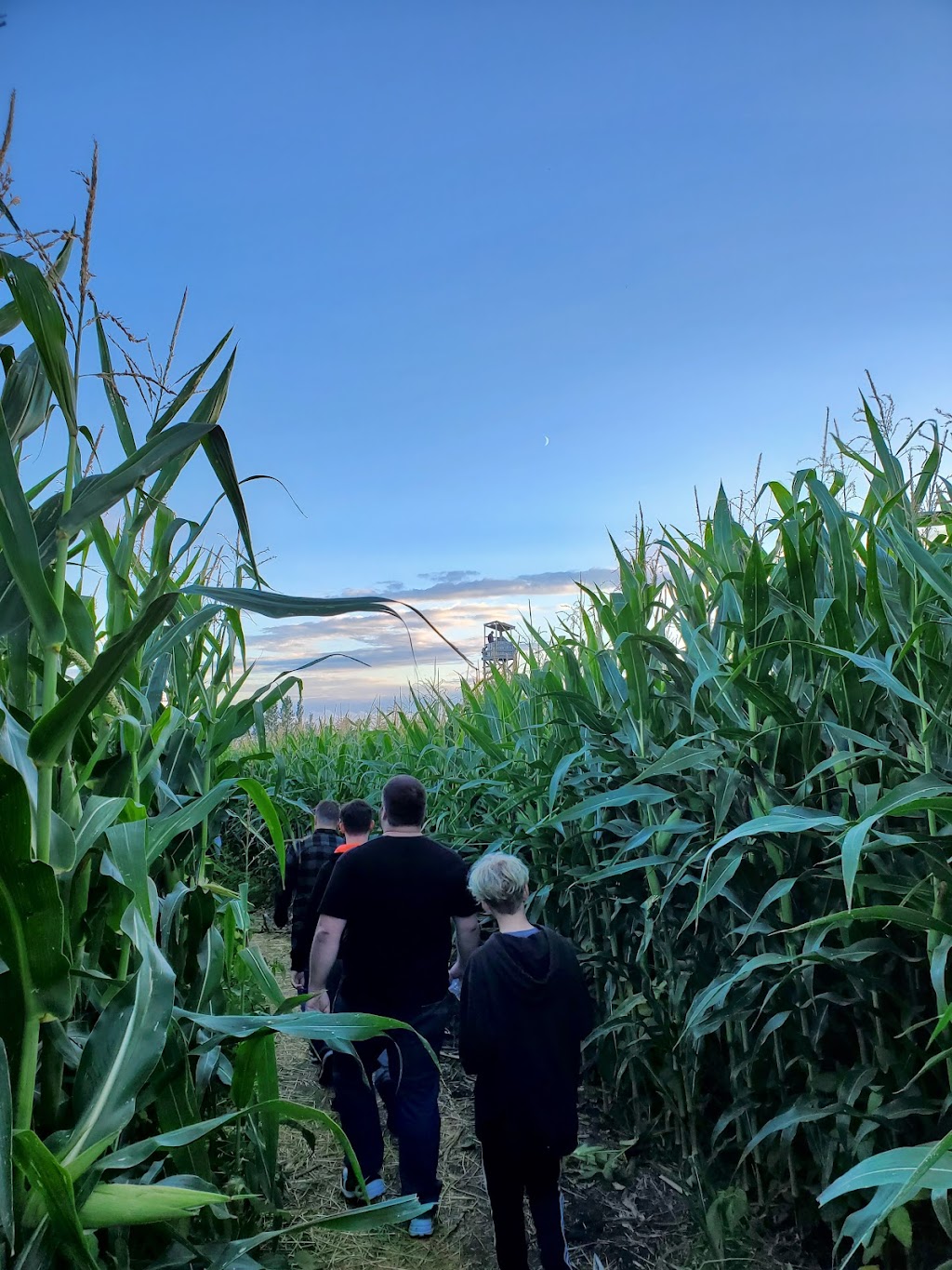Lethbridge Corn Maze | 104051 Range Rd 224, Alberta T0K 2A0, Canada | Phone: (403) 381-3775