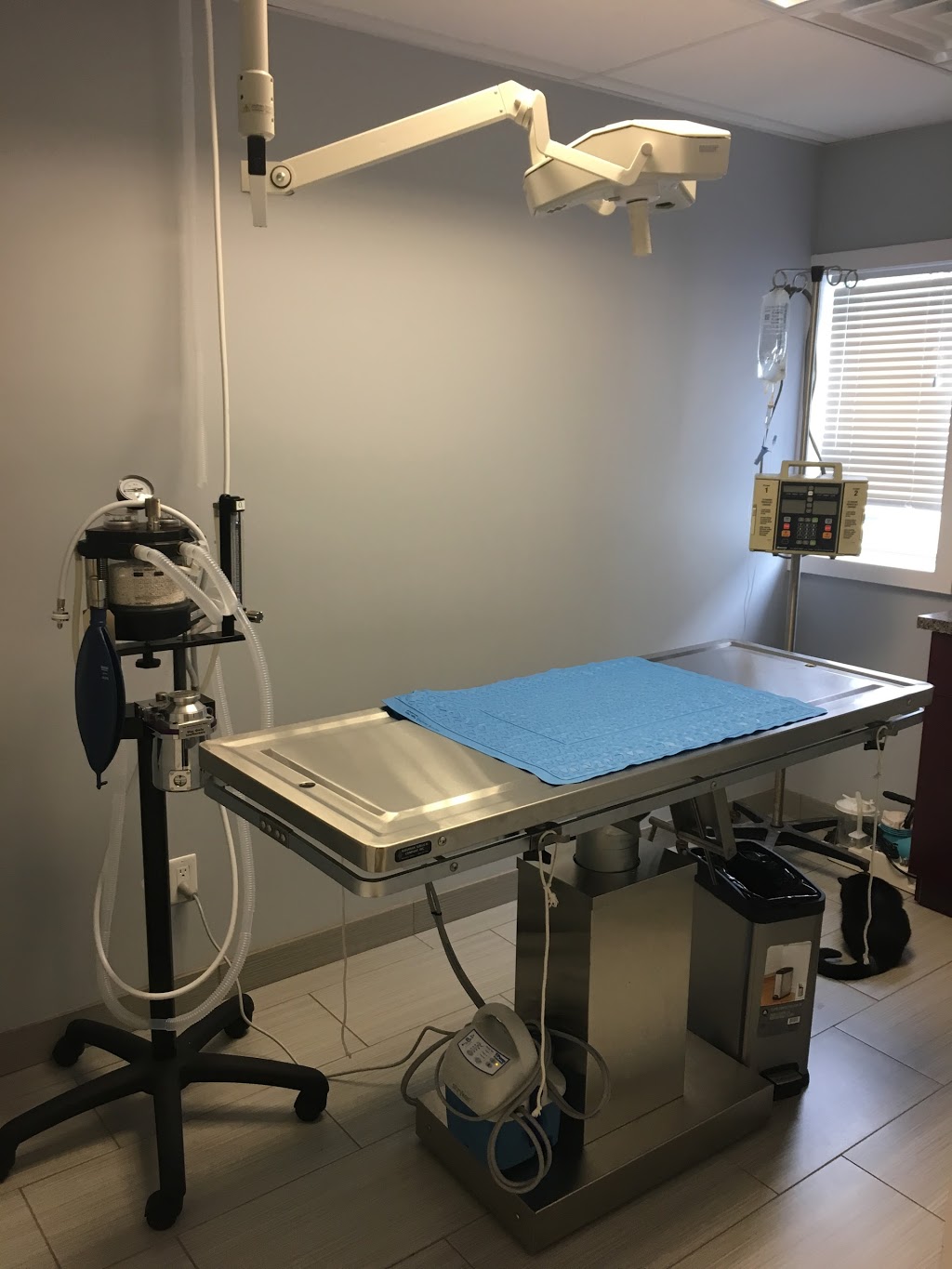 Bloor Street Animal Hospital | 214 Bloor St E, Oshawa, ON L1H 3M6, Canada | Phone: (905) 728-6000