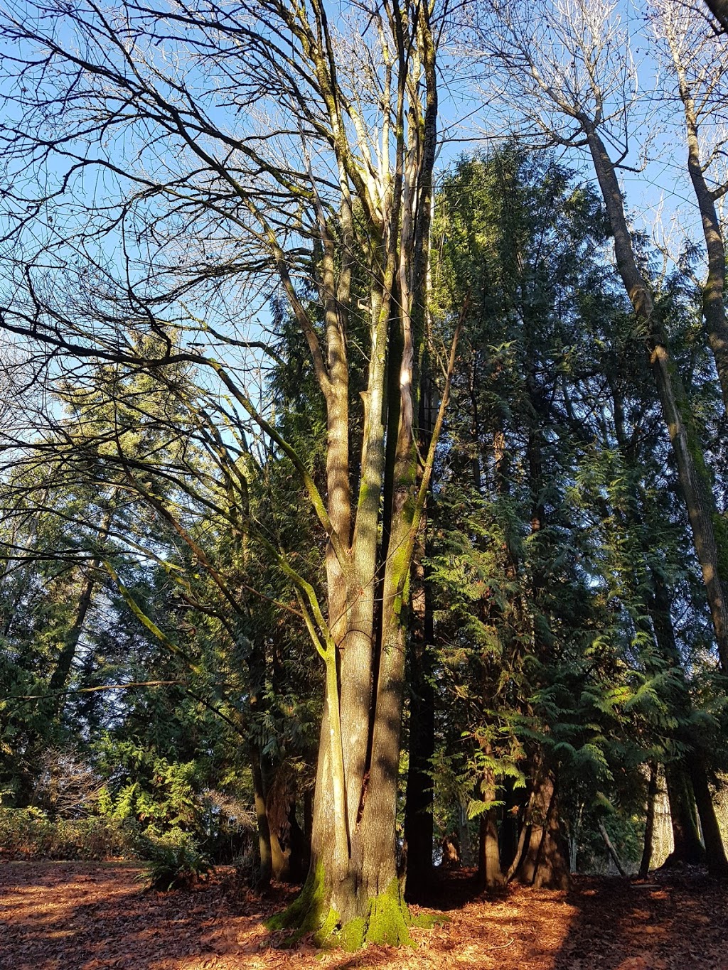 Froggers Creek Ravine | 8184 Nelson Ave, Burnaby, BC V5J 4E5, Canada