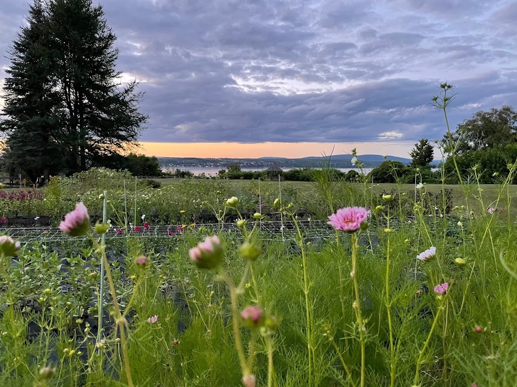 Fleuraissance ferme florale | 3854 Chem. de Tilly, Saint-Antoine-de-Tilly, QC G0S 2C0, Canada | Phone: (418) 571-1524