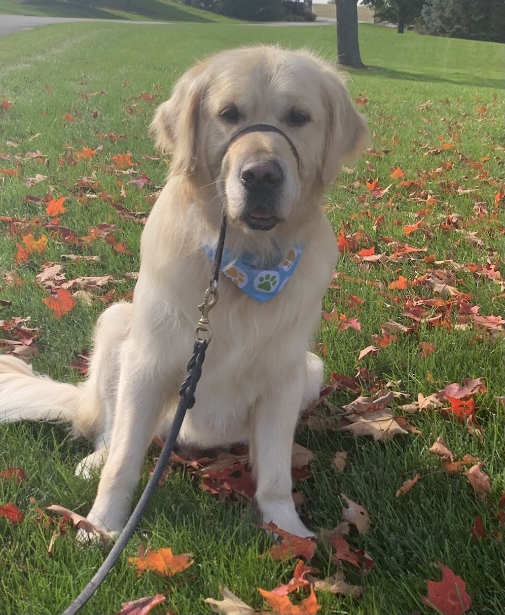 Country Fields Grooming Studio | 1733 Simcoe County Rd 27, Schomberg, ON L0G 1T0, Canada | Phone: (289) 970-0770