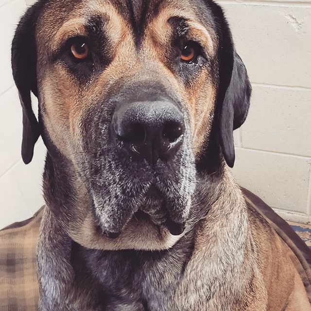 Del Norte Kennels | 7475 Lantzville Rd, Lantzville, BC V0R 2H0, Canada | Phone: (250) 390-3289