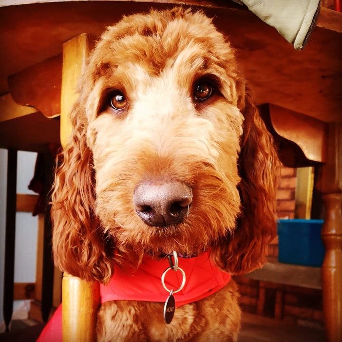 Ponsonby Poodle Doodles | 5941 Wellington Rd 7, Guelph, ON N1H 6J2, Canada | Phone: (519) 830-4334