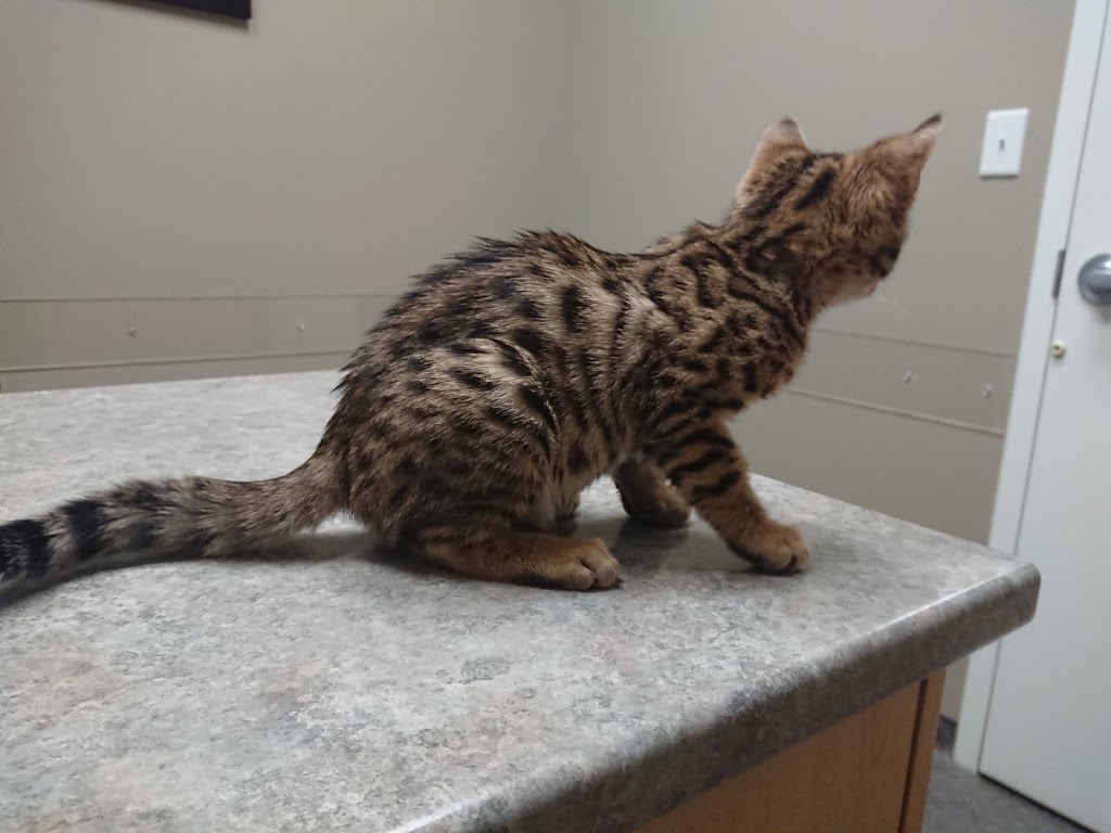 Ostrander Veterinary Clinic | 332810 Plank Line, Mount Elgin, ON N0J 1N0, Canada | Phone: (519) 842-7845
