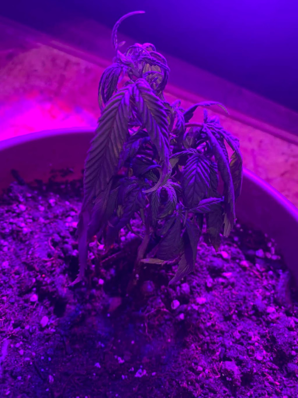 Growers World | 1775 Danforth Ave, Toronto, ON M4C 1J1, Canada | Phone: (437) 242-7732