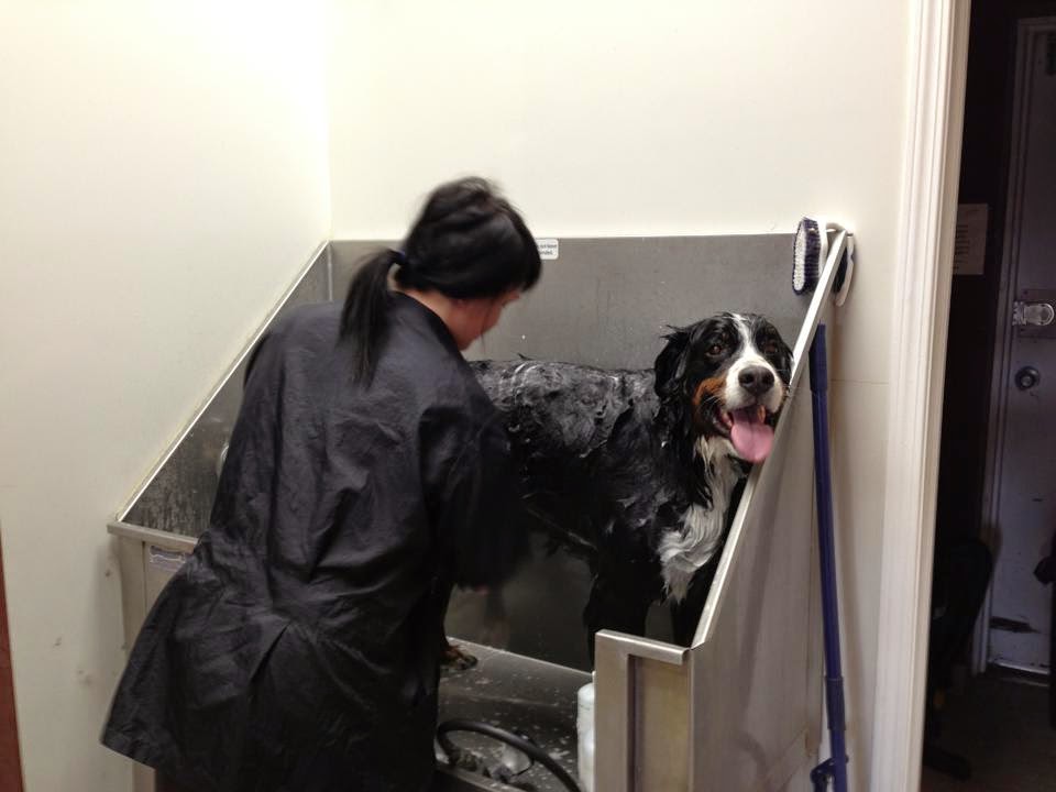 Paris and Company Professional Dog Grooming | 1144 Courtland Ave E, Kitchener, ON N2C 2H5, Canada | Phone: (519) 584-7387