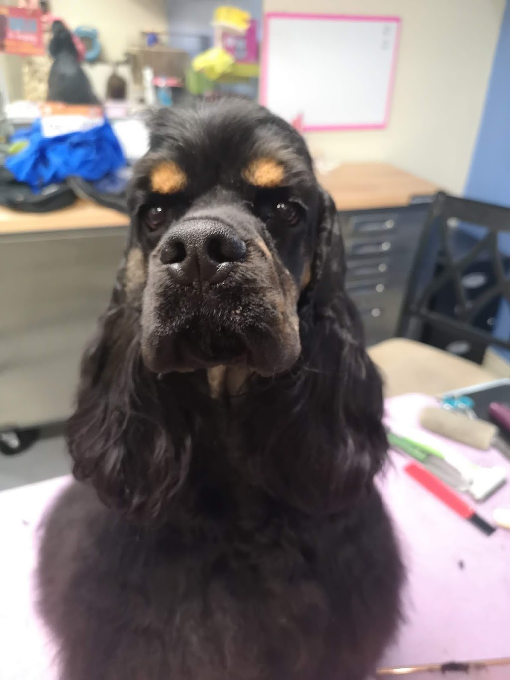 Pet Valu | 216 Goderich St, Port Elgin, ON N0H 2C1, Canada | Phone: (519) 389-4240
