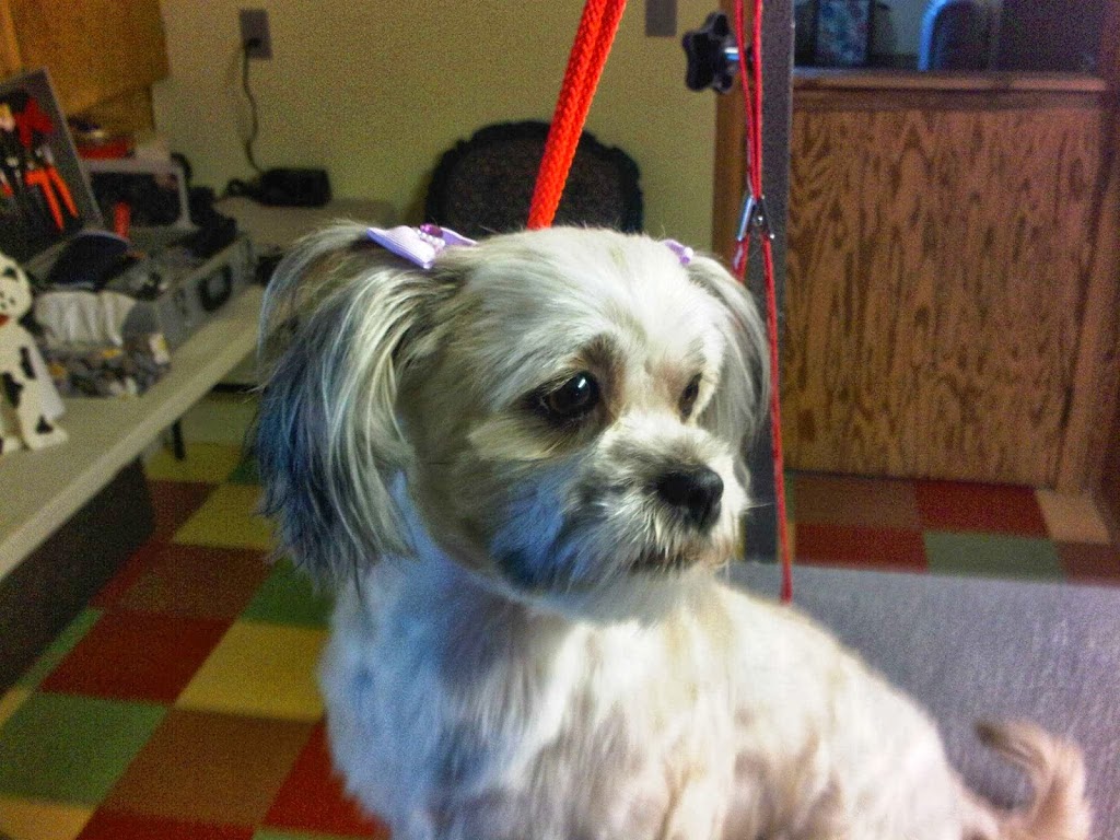 Nice N Neat Pet Grooming | 53 London Rd, Hensall, ON N0M 1X0, Canada | Phone: (226) 448-2623