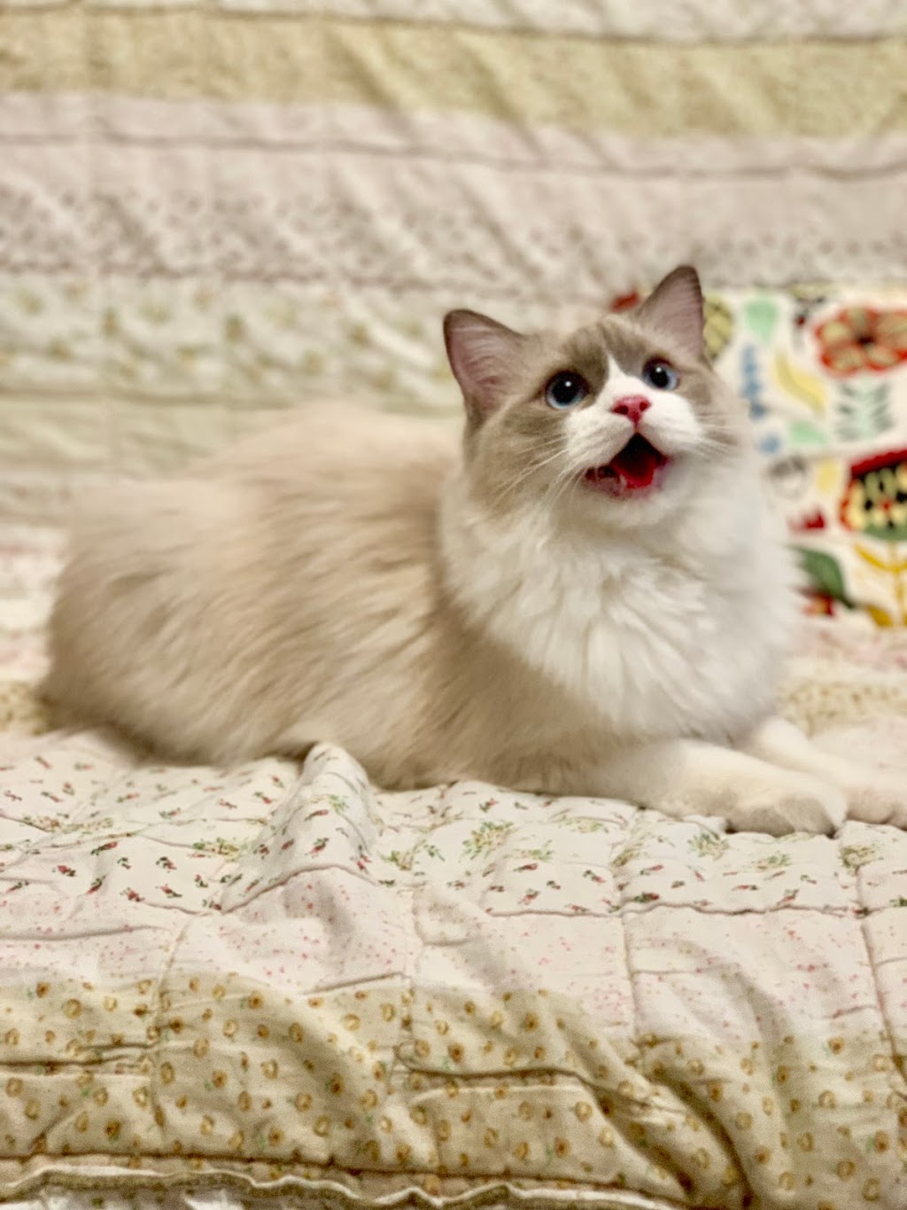Malvern Veterinary Hospital | 11 Lapsley Rd, Scarborough, ON M1B 1K1, Canada | Phone: (647) 351-6721