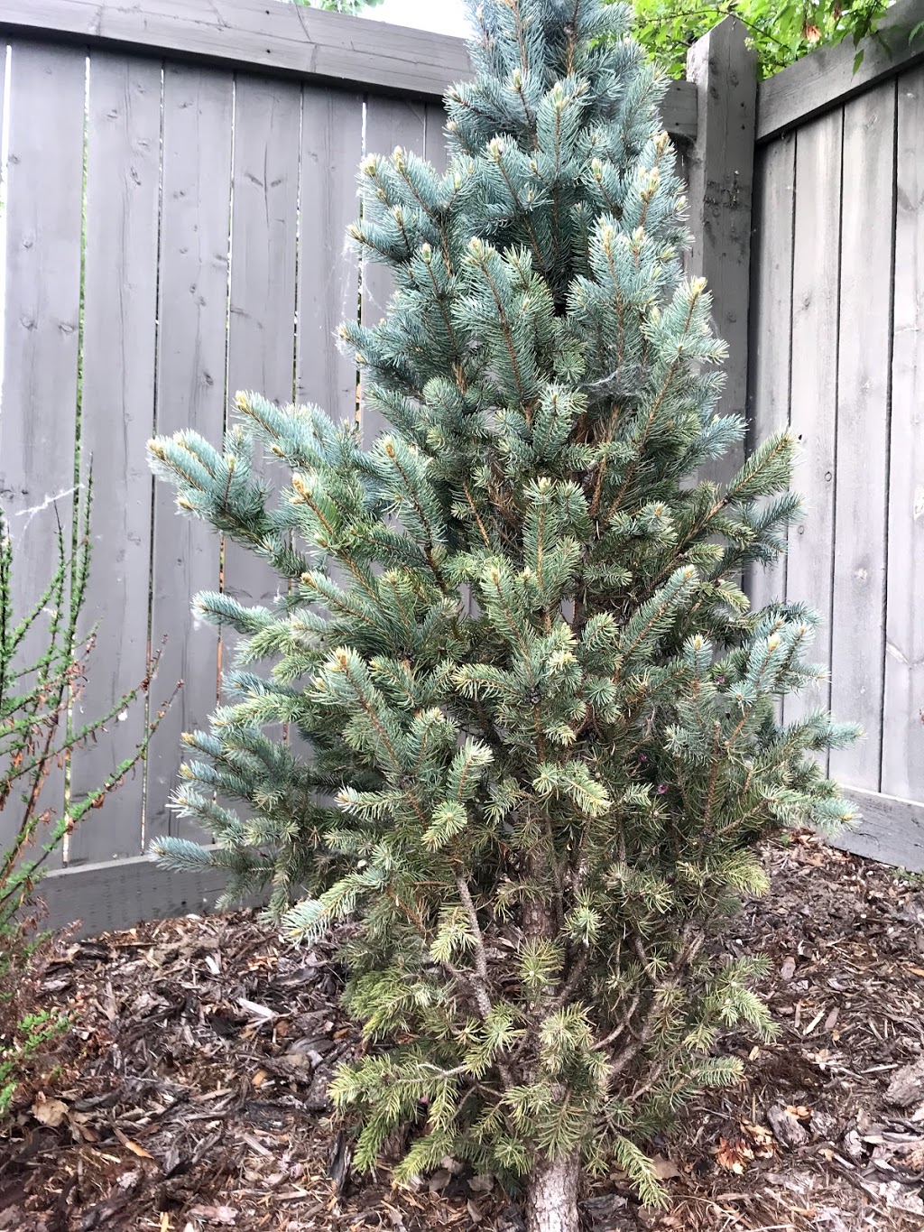 Kiwi Nurseries Ltd | 31313 118 Ave NW, Acheson, AB T7X 6M6, Canada | Phone: (780) 962-9297