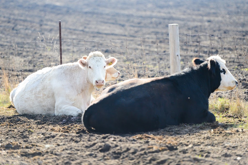 Sabi Beef Cattle Farm | 30857 ON-48, Pefferlaw, ON L0E 1N0, Canada | Phone: (905) 727-7711
