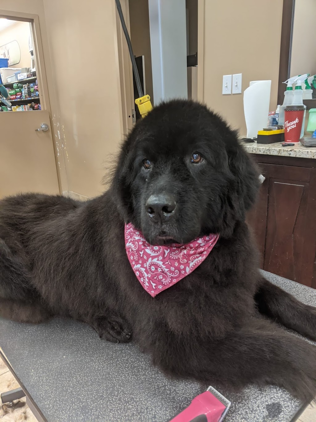 Groomingdales Fonthill | 20 Hwy 20 E, Fonthill, ON L0S 1E0, Canada | Phone: (905) 892-5483