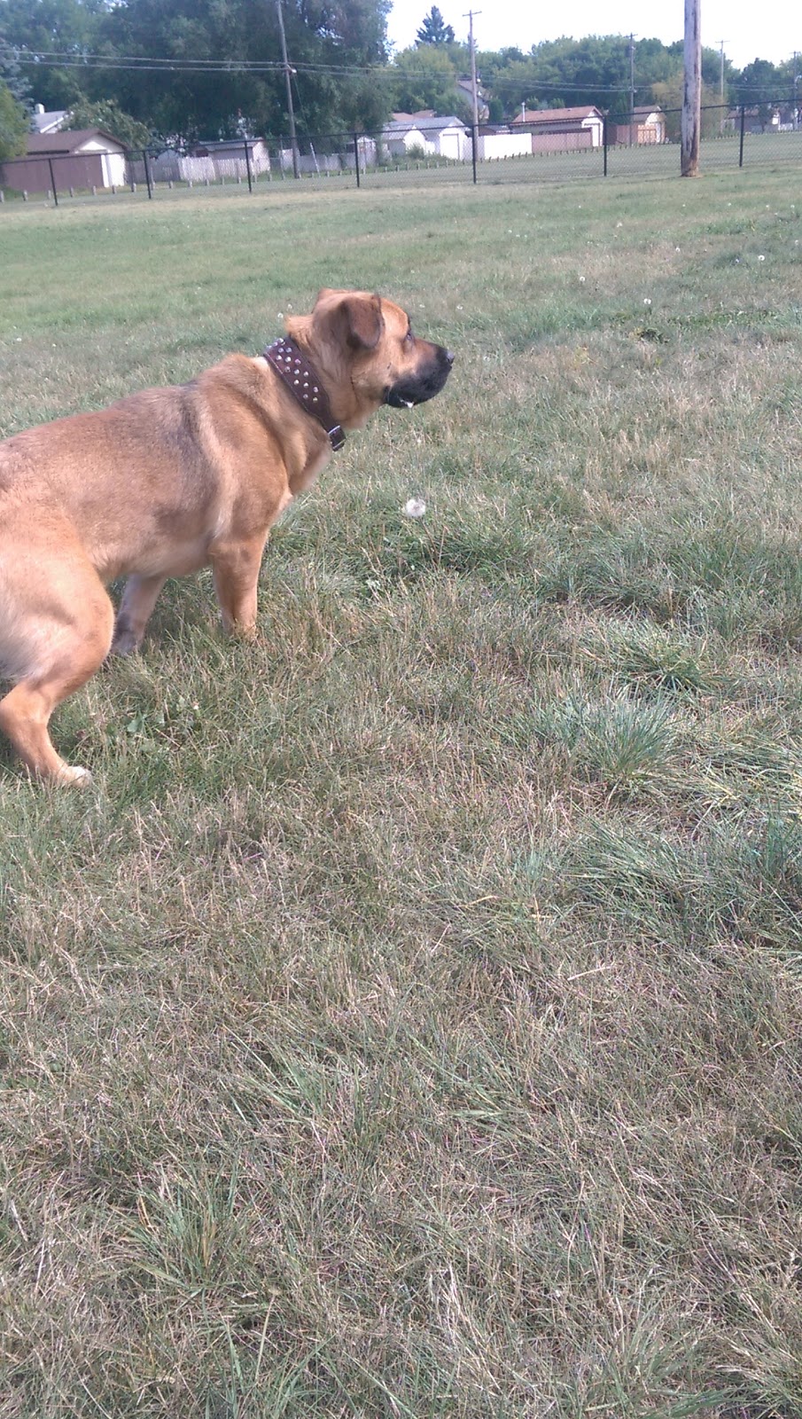 Pierre Radisson Dog Park | 1308 Faulkner Crescent, Saskatoon, SK S7L 3R4, Canada
