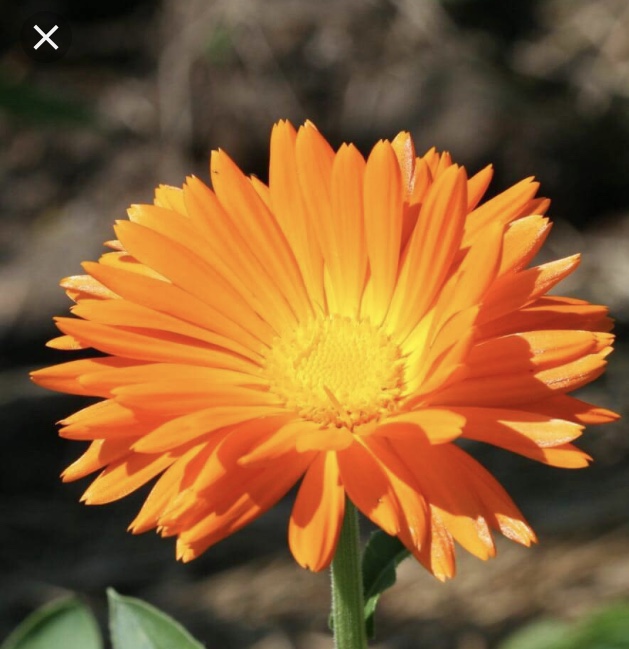 Three Sisters Garden Centre | 3132 Anderson Rd, Fernie, BC V0B 1M1, Canada | Phone: (250) 423-1611