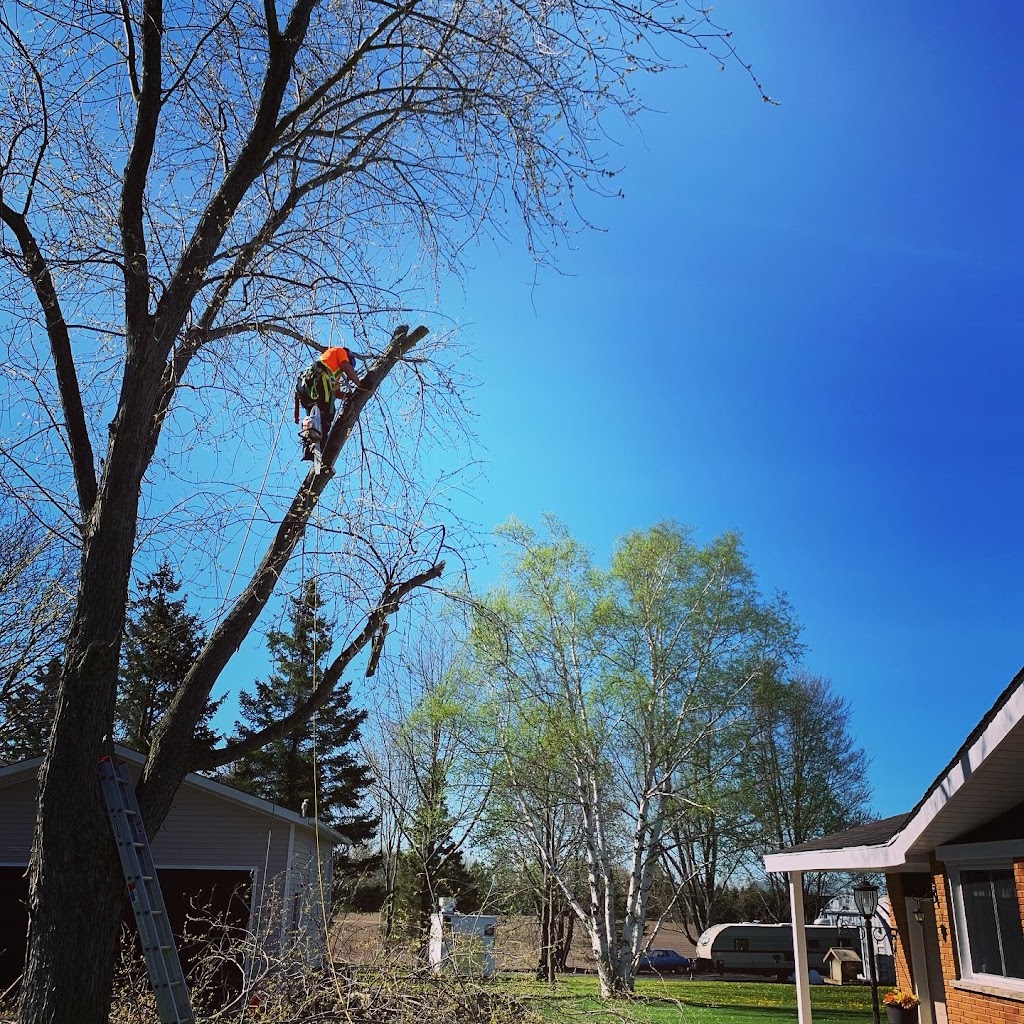 Oxley Tree Care Inc. | 5053 10th Sideroad, Thornton, ON L0L 2N0, Canada | Phone: (705) 896-2064