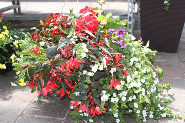 Hilltop Greenhouses | AB-23, Monarch, AB T0L 1M0, Canada | Phone: (403) 553-3175