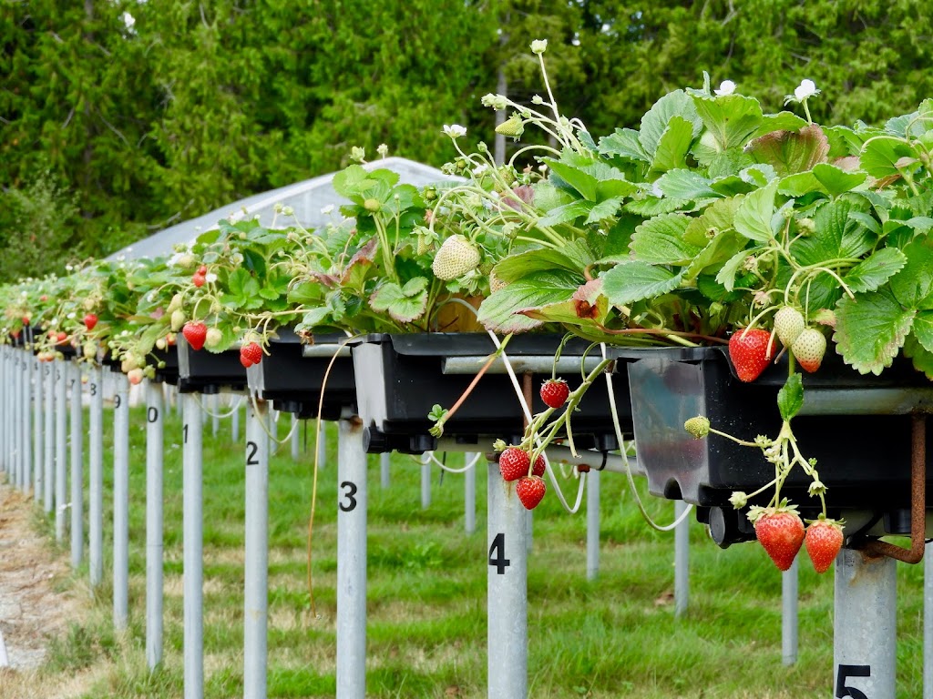 Coast Berry Co Ltd | 10084 Nassichuk Rd, Powell River, BC V8A 0P2, Canada | Phone: (604) 487-9788