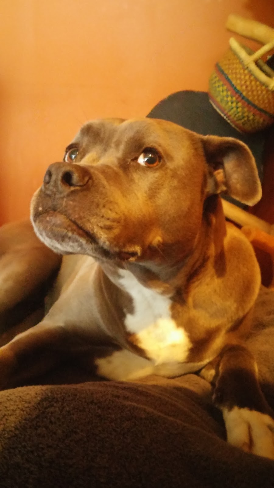 Islands Veterinary Clinic | 850 Mullis St, Friday Harbor, WA 98250, USA | Phone: (360) 378-2333