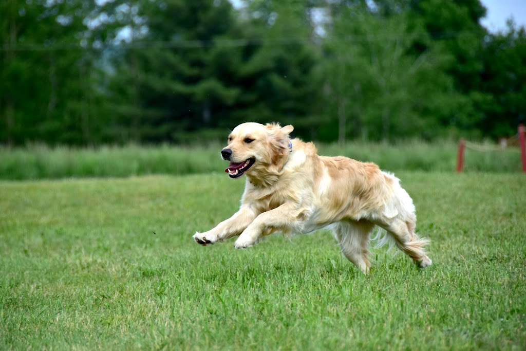 Élevage Canopy Golden Retrievers | 84 La Petite Ligne, Saint-Alexis, QC J0K 1T0, Canada | Phone: (450) 750-6626