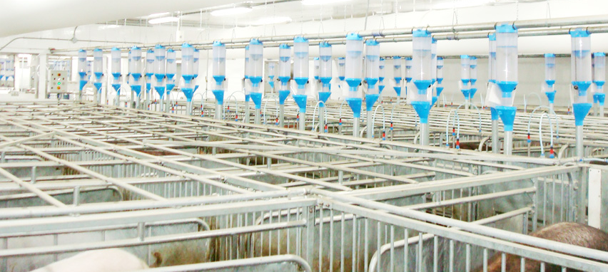 Centre dInsémination Porcine du Québec (C I P Q) Inc | 1485 Rue Saint-Aimé, Saint-Lambert-de-Lauzon, QC G0S 2W0, Canada | Phone: (418) 889-9748