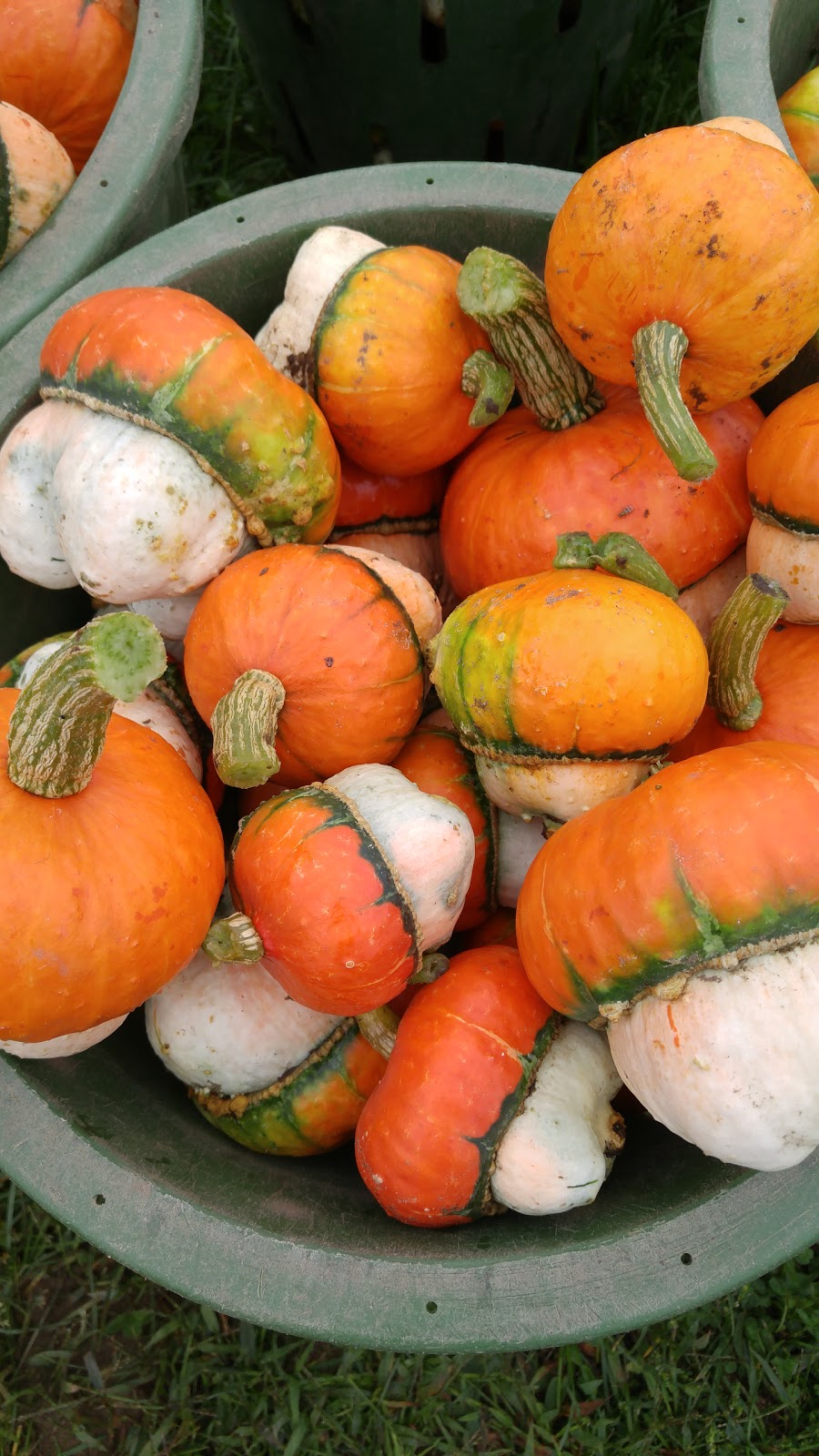 Son in Law Produce Ltd. | 225754 Otterville Rd, Otterville, ON N0J 1R0, Canada | Phone: (519) 410-6383
