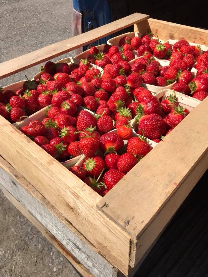 W.E.E. Pick U Pick Strawberries | 1243 Pereau Rd, Canning, NS B0P 1H0, Canada | Phone: (902) 679-9621