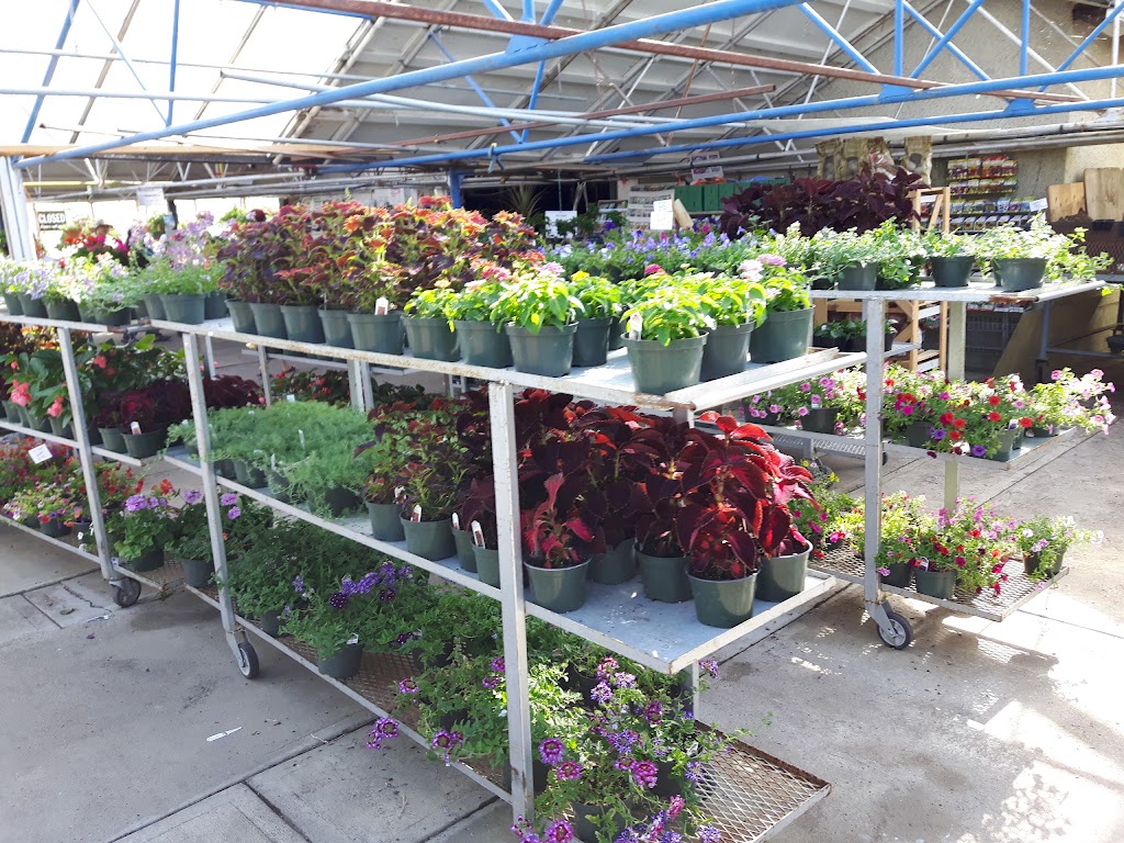 Dan’s Greenhouses | 102 43 St S, Lethbridge, AB T1J 4P7, Canada | Phone: (403) 327-3271