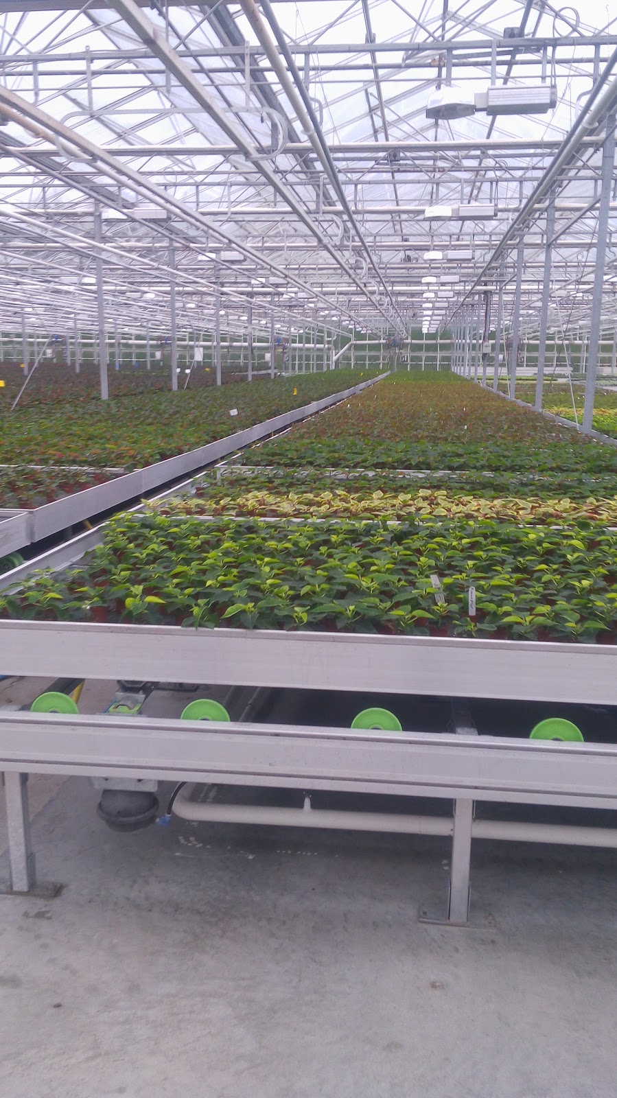 Devry Greenhouses | 49259 Castleman Road, Chilliwack, BC V2P 6H4, Canada | Phone: (604) 794-3874