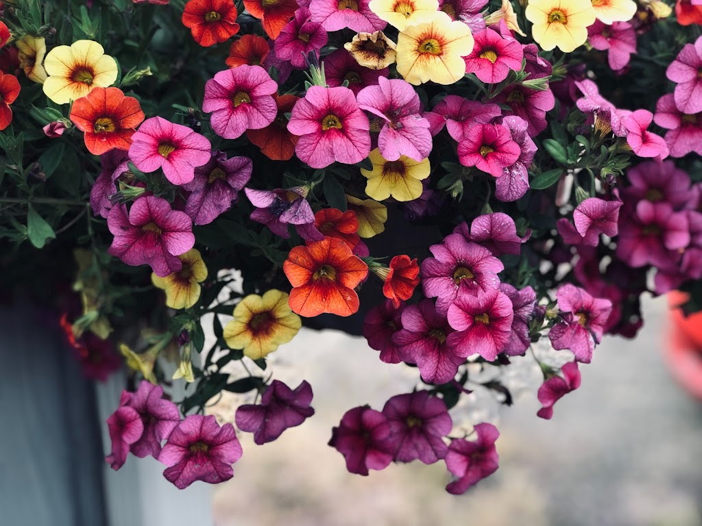 Gardenview Nursery | 341 Old Trunk Rd, Elmsdale, NS B2S 2B3, Canada | Phone: (902) 229-1377