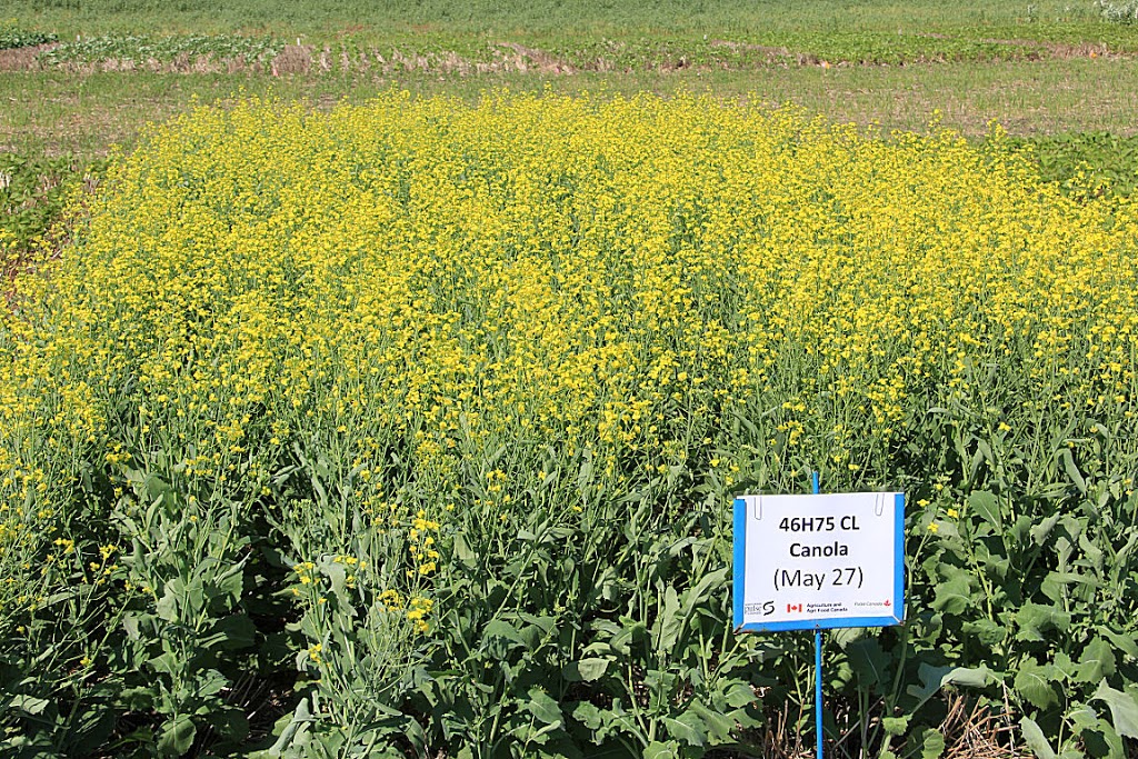 IHARF | Box 156, Indian Head, SK S0G 2K0, Canada | Phone: (306) 695-4200
