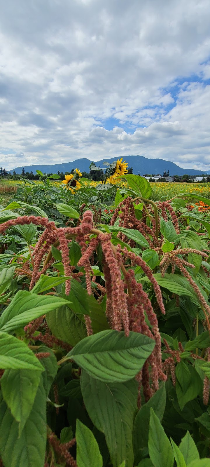 Cultus Lake Flower Fest | 4215 Wilson Rd, Chilliwack, BC V2R 5H4, Canada | Phone: (604) 798-7332