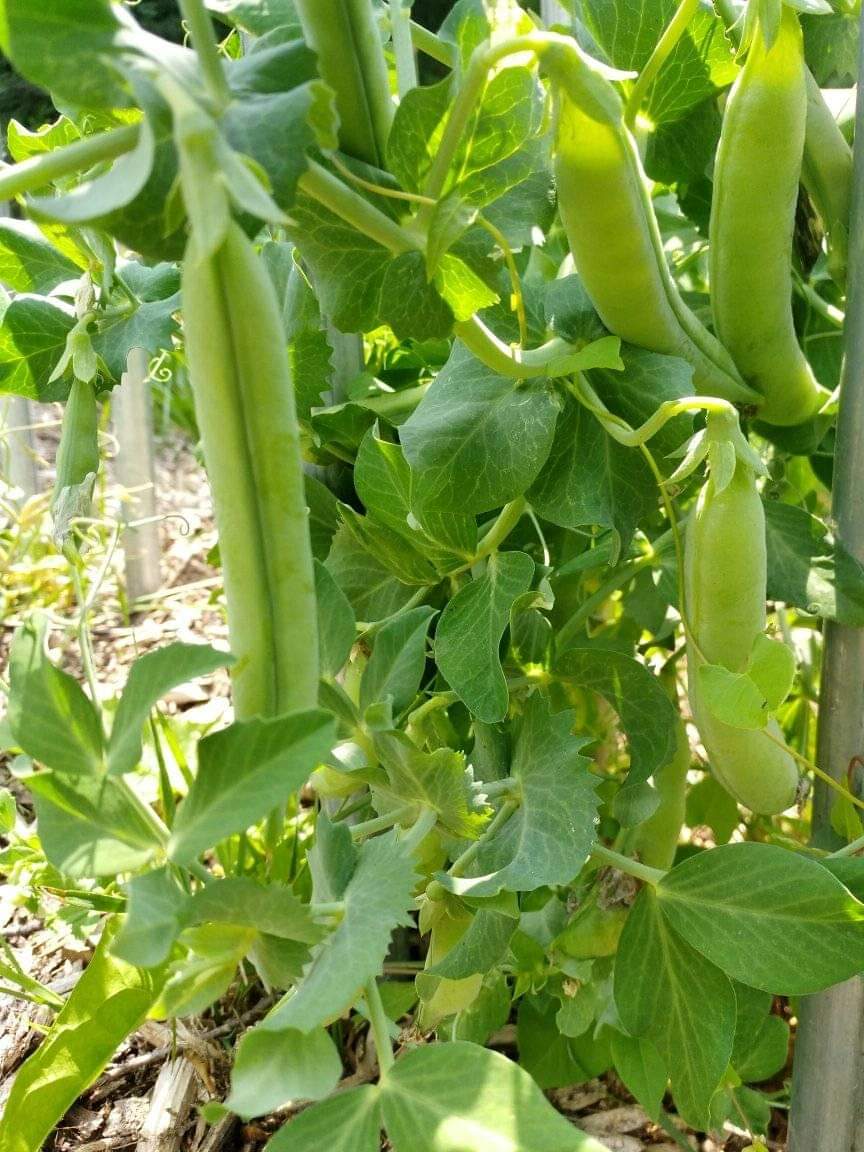 Random Acres Permaculture Farm | Random Acres Rd, Milton, ON N0B 2K0, Canada | Phone: (647) 828-5653