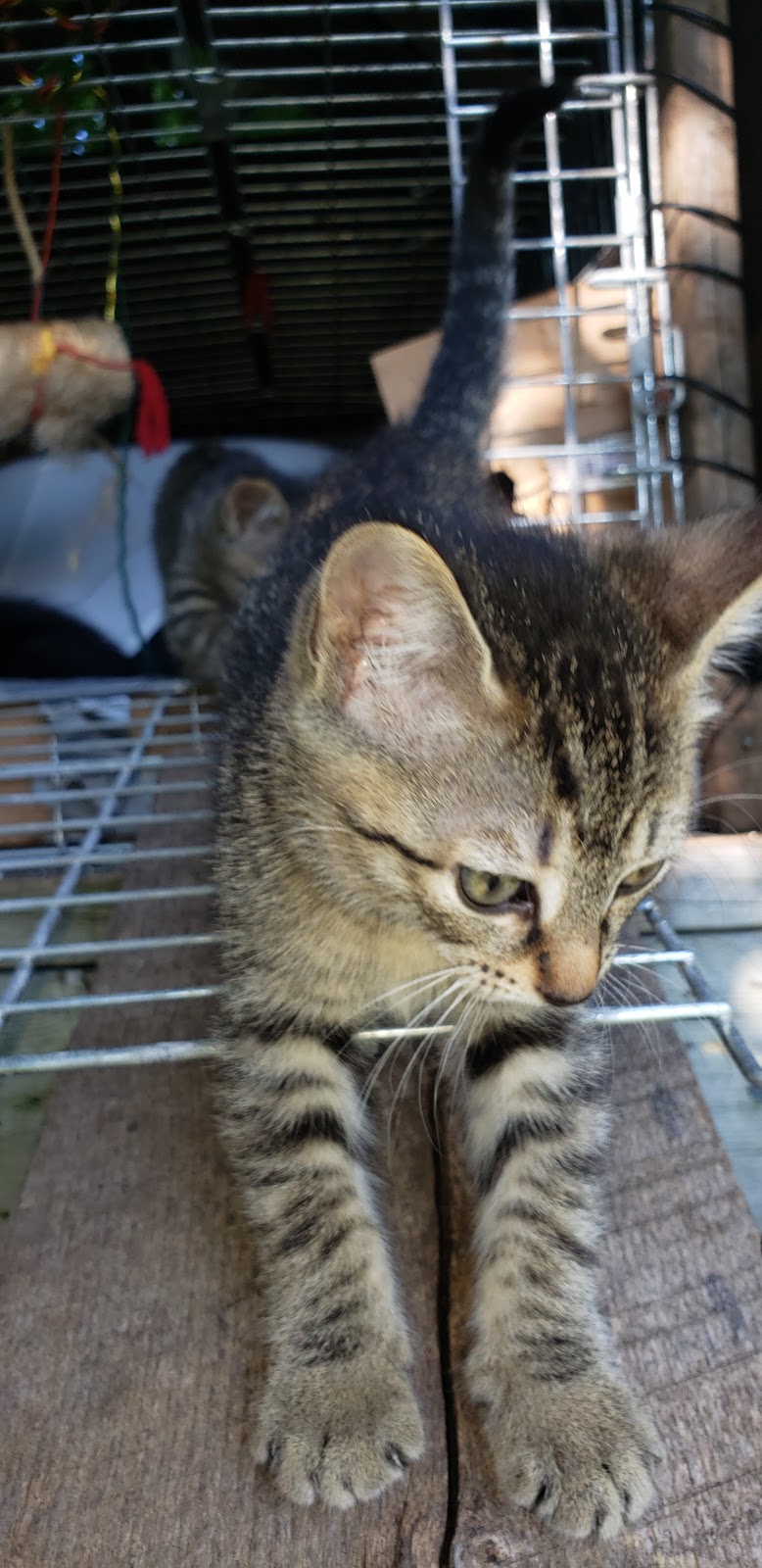 Wiarton Animal Hospital | 10177 ON-6, Wiarton, ON N0H 2T0, Canada | Phone: (519) 534-1910