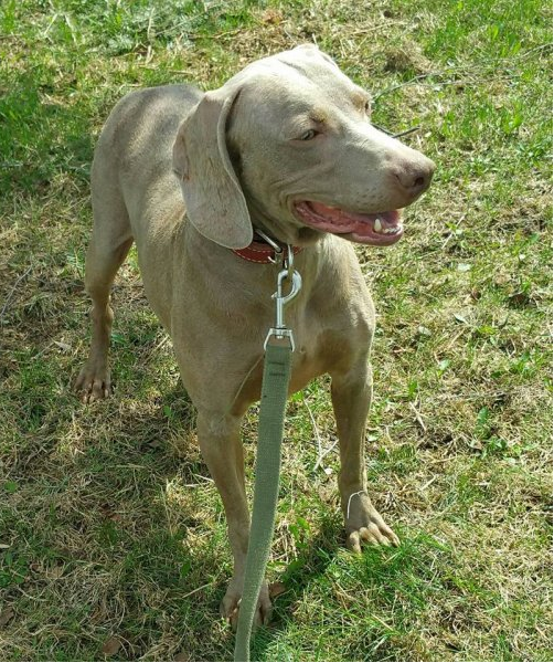 Élevage de Chien Aux Petits Calins | 271 Rang 2 de Ramsay, Saint-Félix-de-Valois, QC J0K 2M0, Canada | Phone: (450) 271-7526