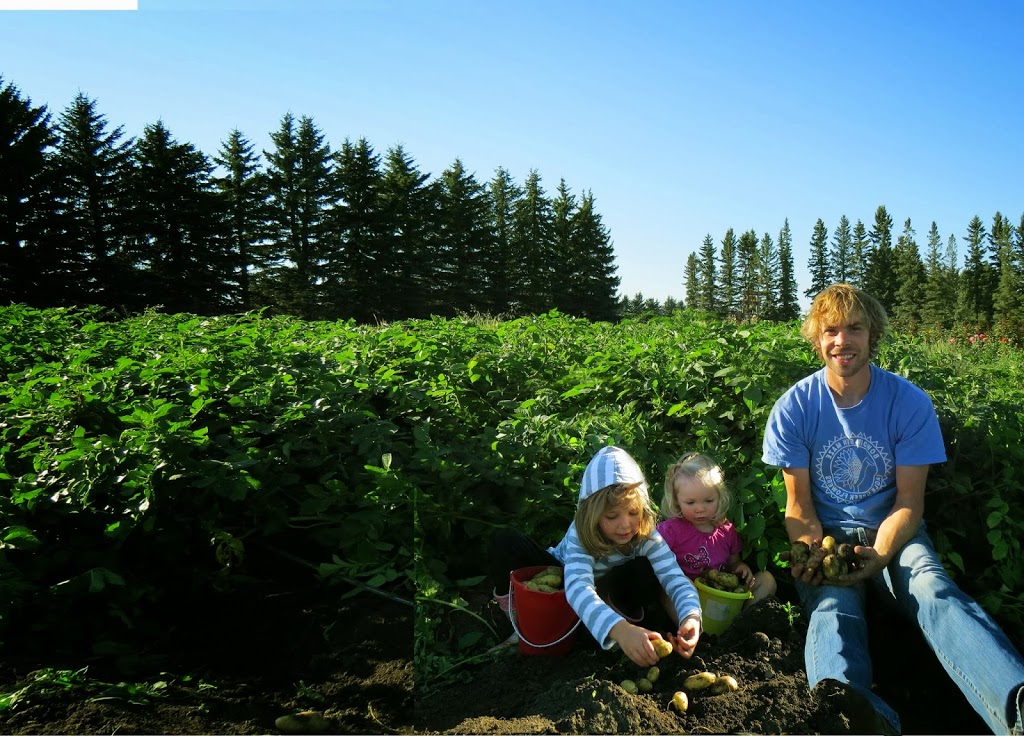Eagle Creek Seed Potatoes | 34530 Range Rd 14, Bowden, AB T0M 0K0, Canada | Phone: (877) 224-3939