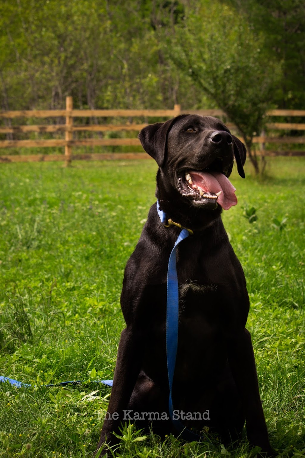 Outrun Animal Rescue and Rehabilitation Center | 998089 Mulmur Tosorontio Townline, Lisle, ON L0M 1M0, Canada | Phone: (705) 717-2761