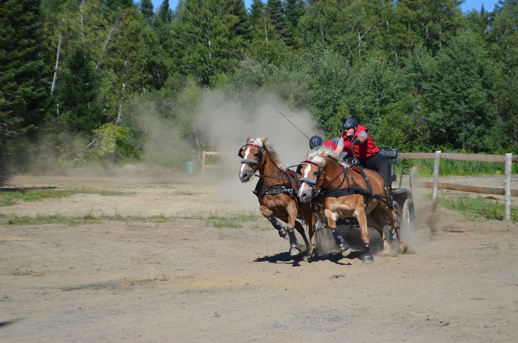 Attelage Performance Quebec | 2161 Chemin de Bélair, Québec, QC G3J 0A6, Canada | Phone: (418) 803-4220