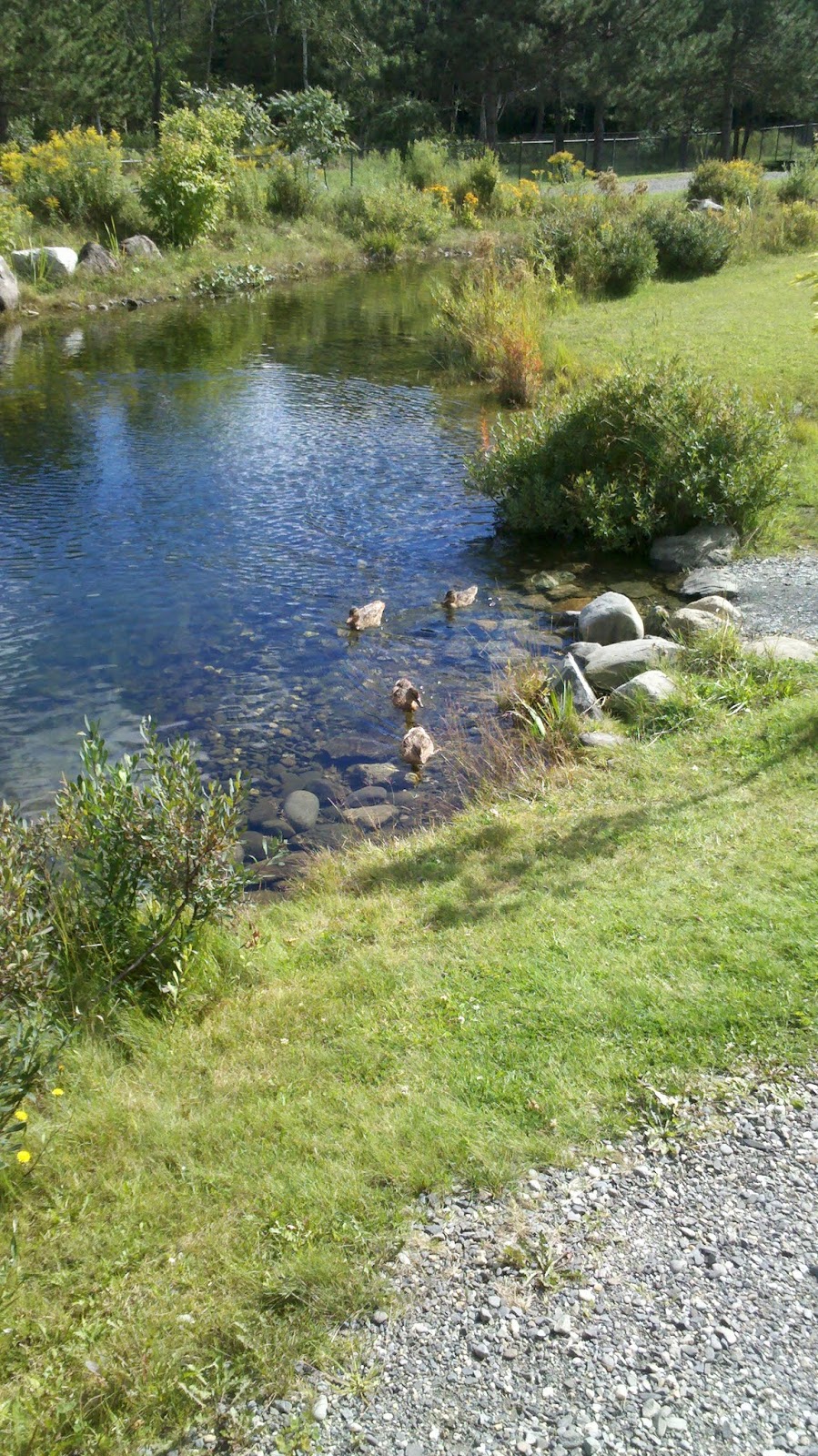 Parc Decouverte Nature | 2471 Chemin de Baldwin Mills-Barnston, Coaticook, QC J1A 2S4, Canada | Phone: (819) 849-2677