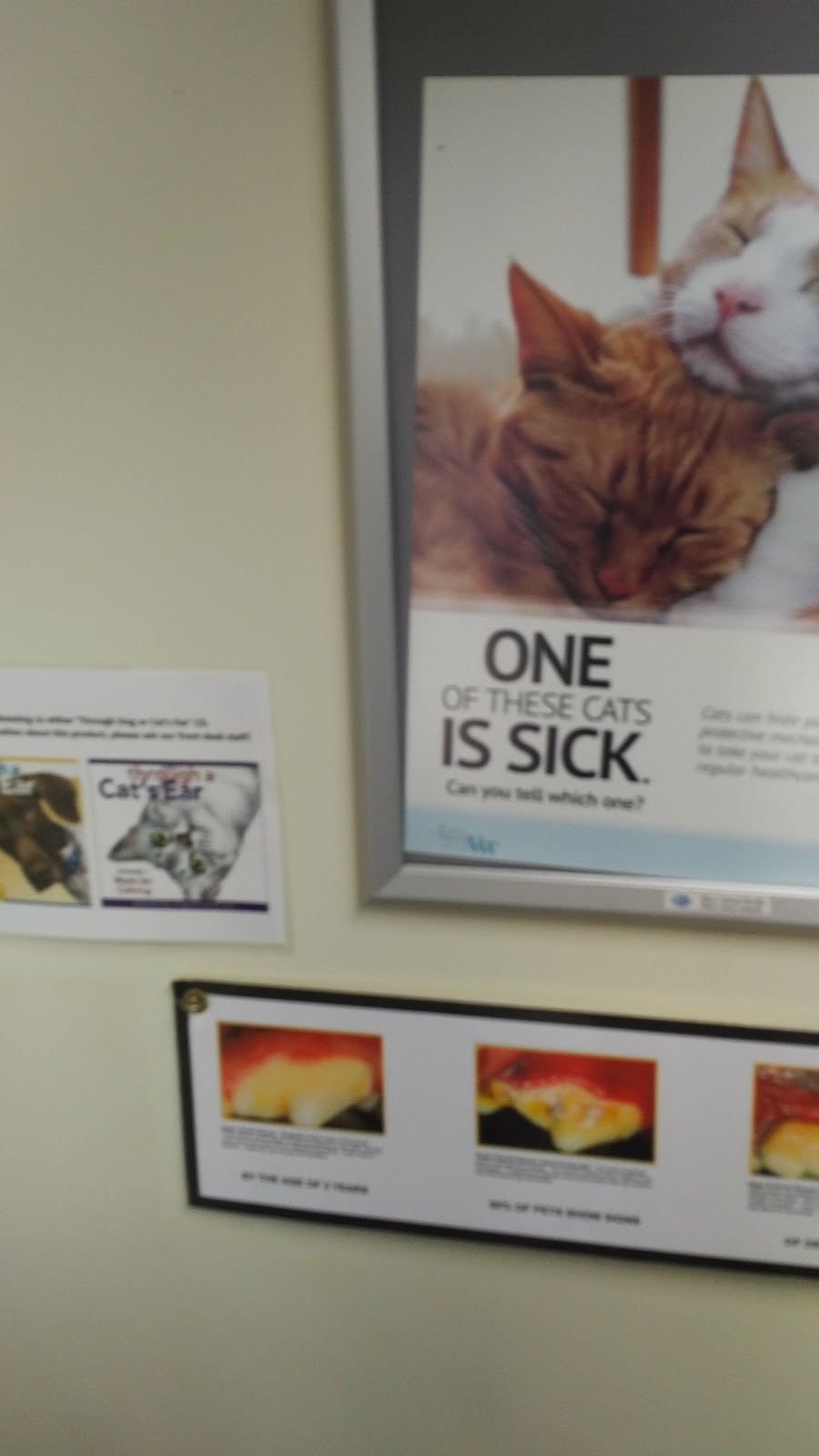 Willowdale Animal Hospital Toronto | 256 Sheppard Ave W, North York, ON M2N 1N3, Canada | Phone: (416) 222-5409