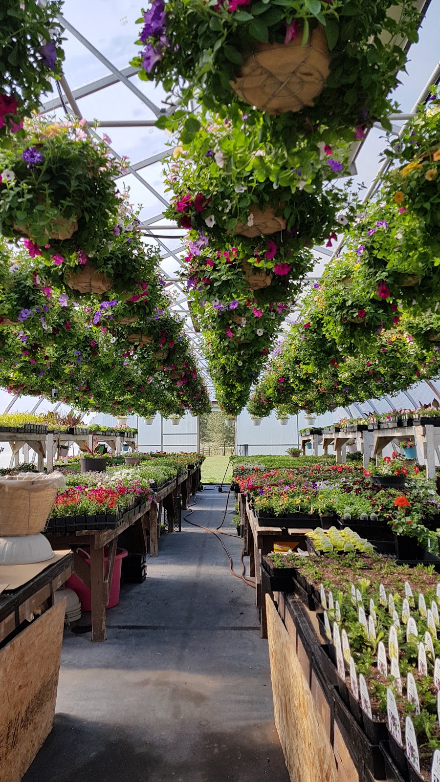 Creekside Greenhouses | 597 Jamieson Creek Main Haul Rd, Kamloops, BC V2B 8S2, Canada | Phone: (250) 579-9296