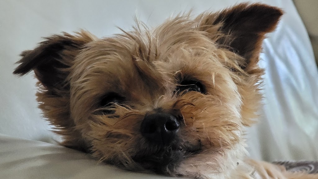 wilmot pet services | 12 Village Green Way, Baden, ON N3A 2V7, Canada | Phone: (519) 589-8595