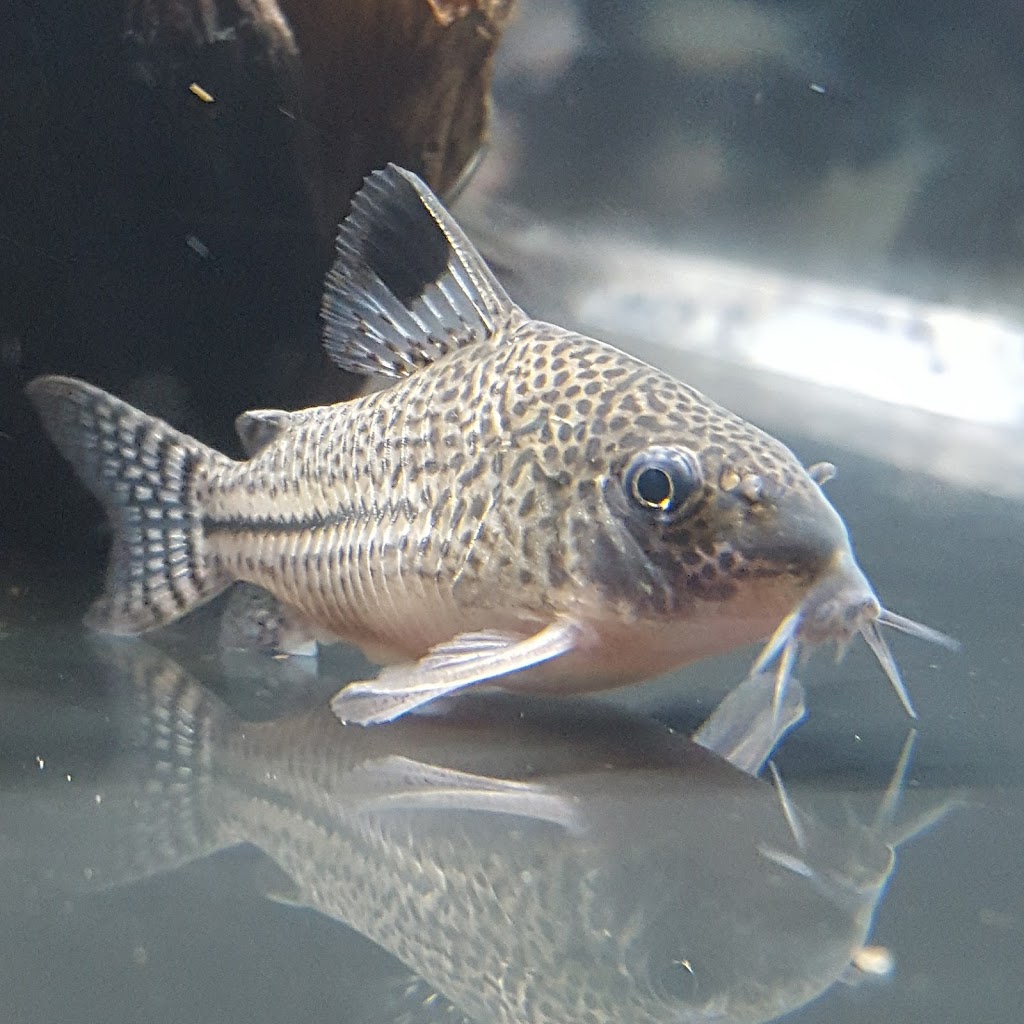 Next Gen Aquatics | 164 Donald Ave, York, ON M6M 1K4, Canada | Phone: (647) 580-9228